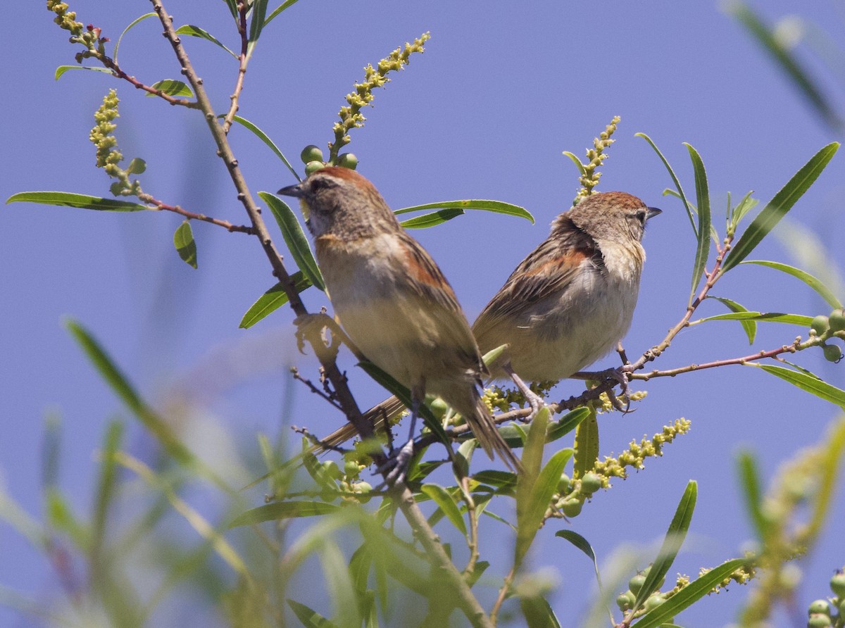Chotoy Spinetail - ML647055234
