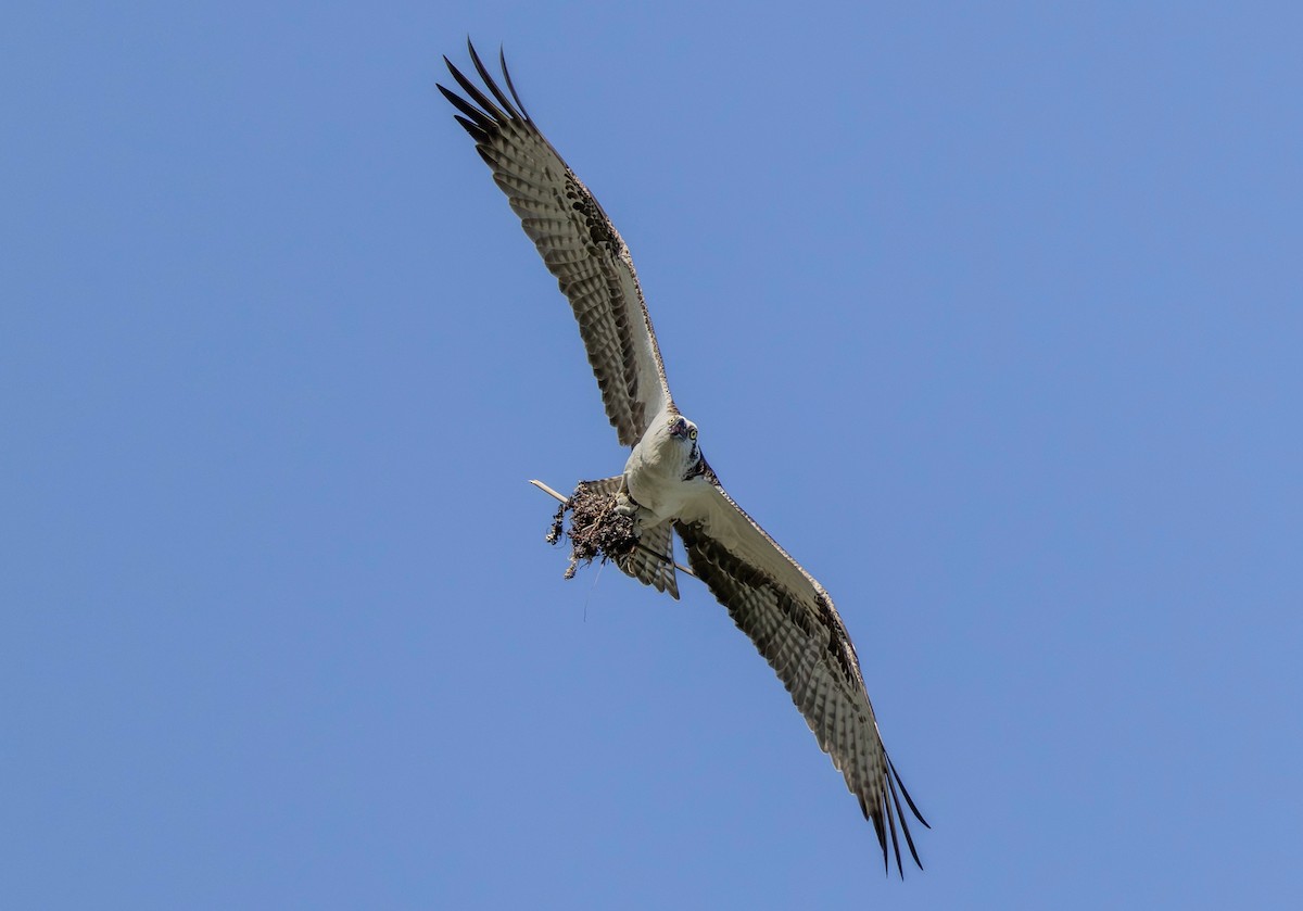 Скопа західна - ML647055235