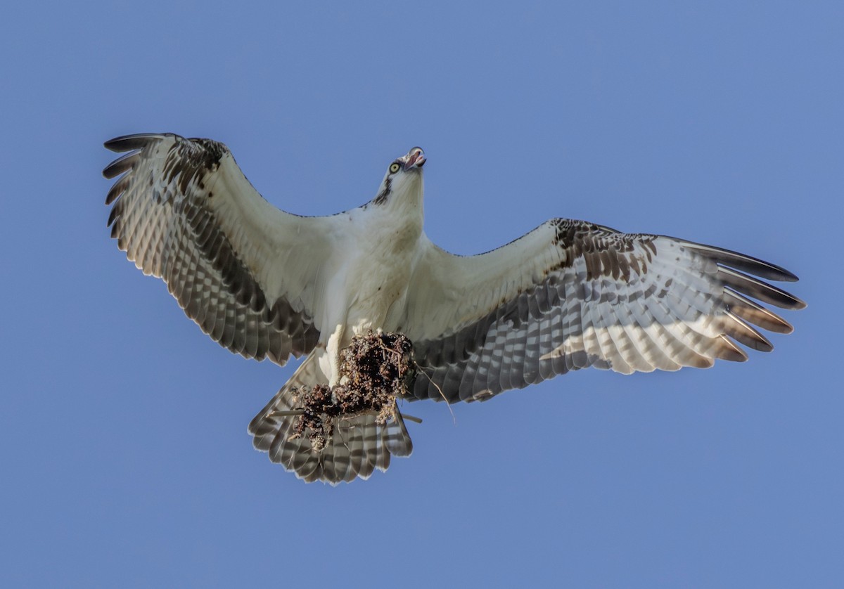 Скопа західна - ML647055236