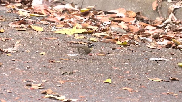 キノドヤブムシクイ - ML647055244