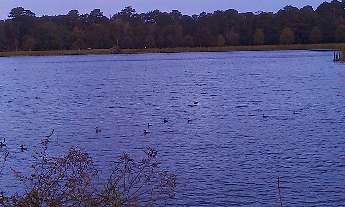 Gobbo della Giamaica - ML647055266