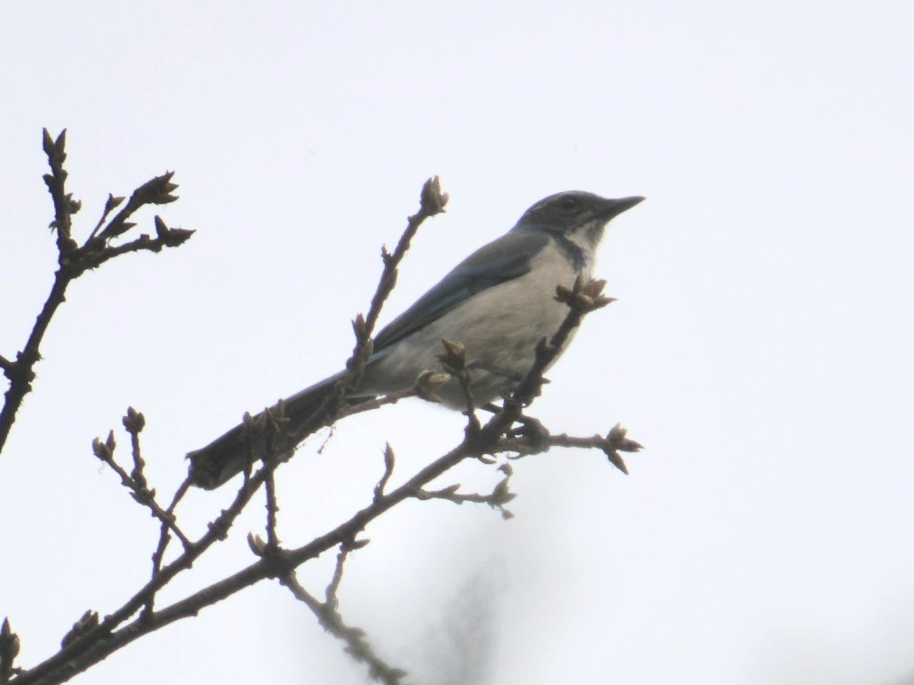 Chara Californiana - ML647055272