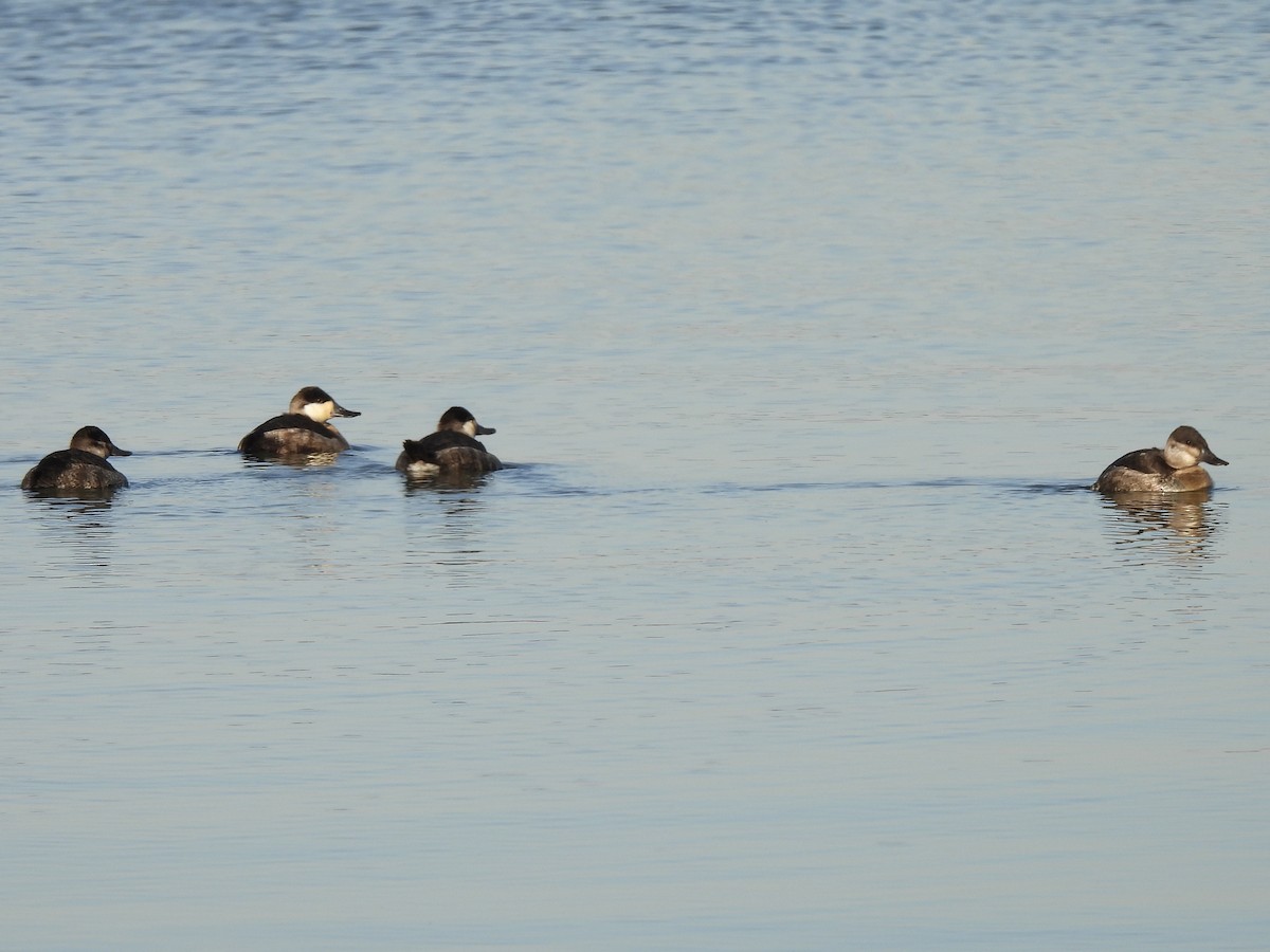 Gobbo della Giamaica - ML647055277