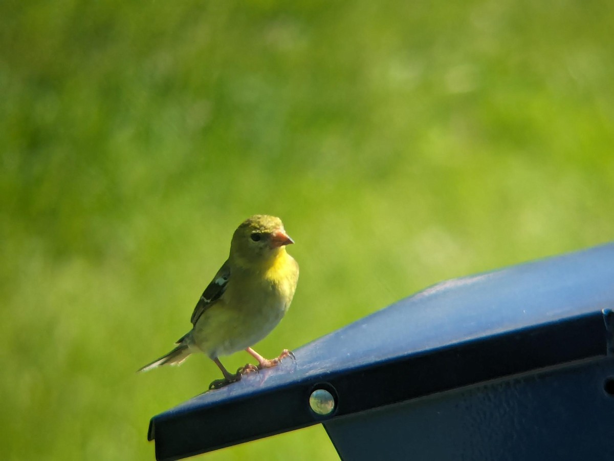 Altın İskete - ML647055279