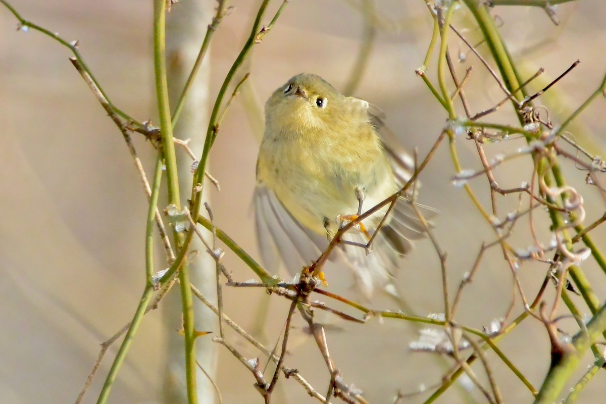 Ruby-crowned Kinglet - ML647055280
