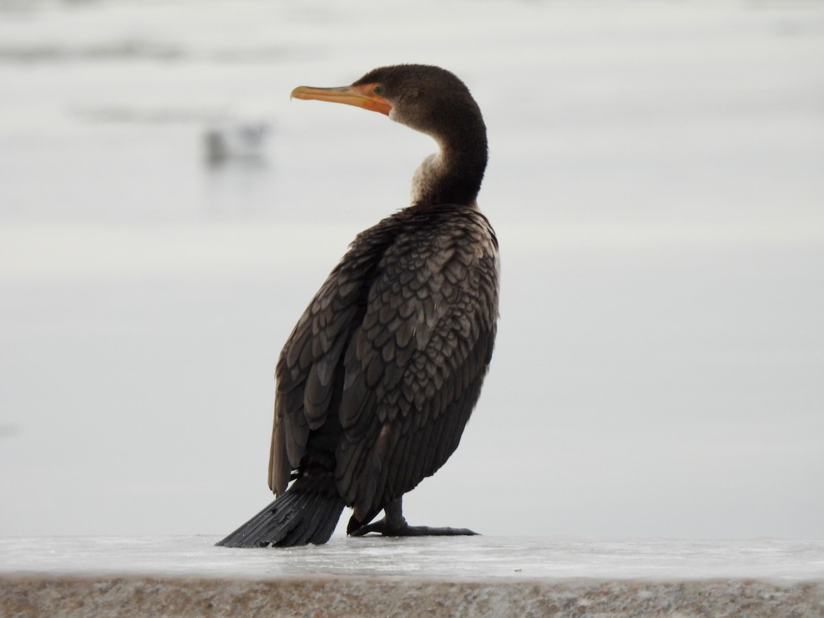 kormorán ušatý - ML647055283