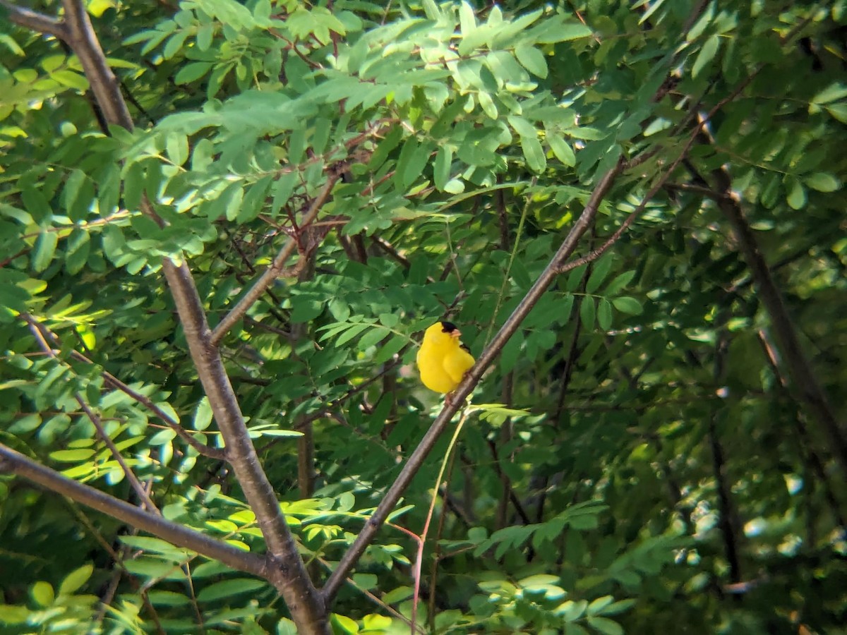 Altın İskete - ML647055290