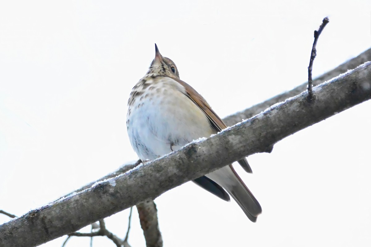 Zorzalito Colirrufo - ML647055294