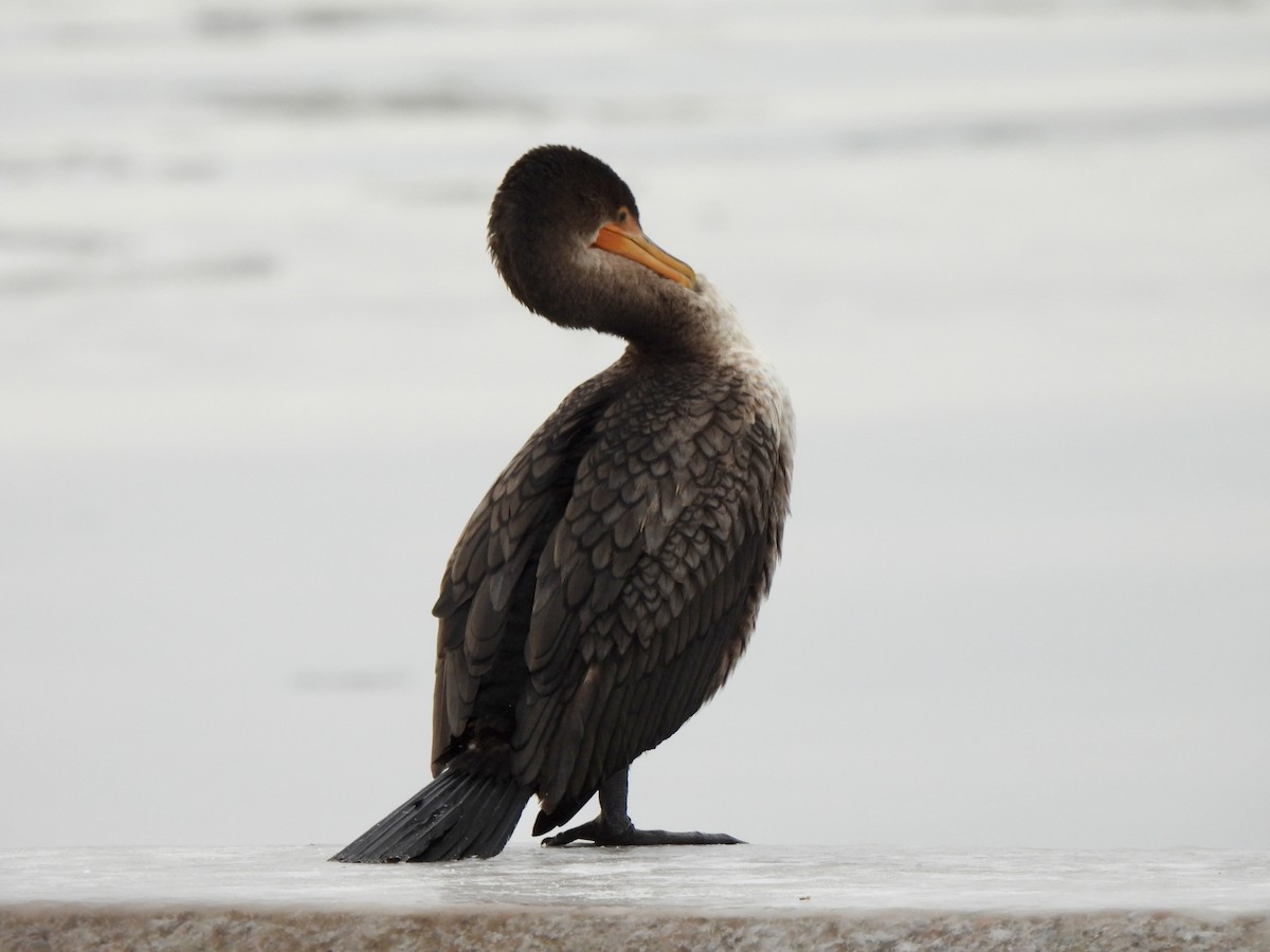 kormorán ušatý - ML647055298