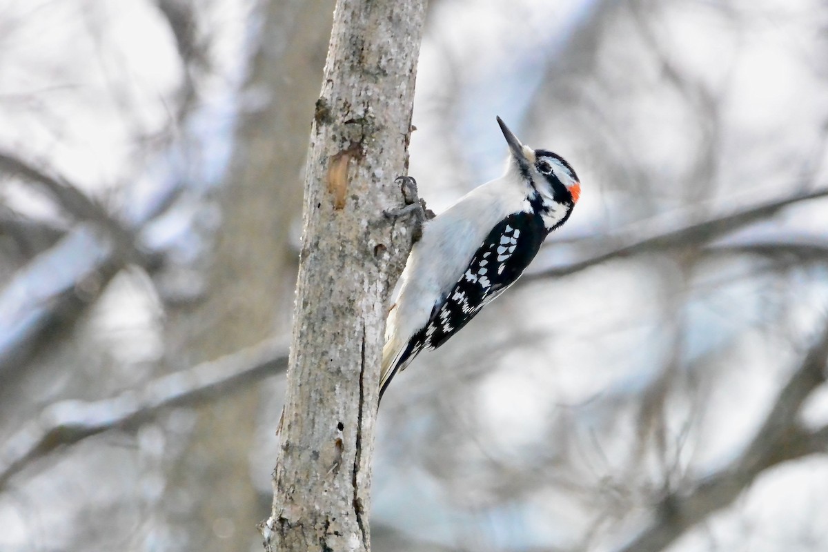 セジロアカゲラ - ML647055300