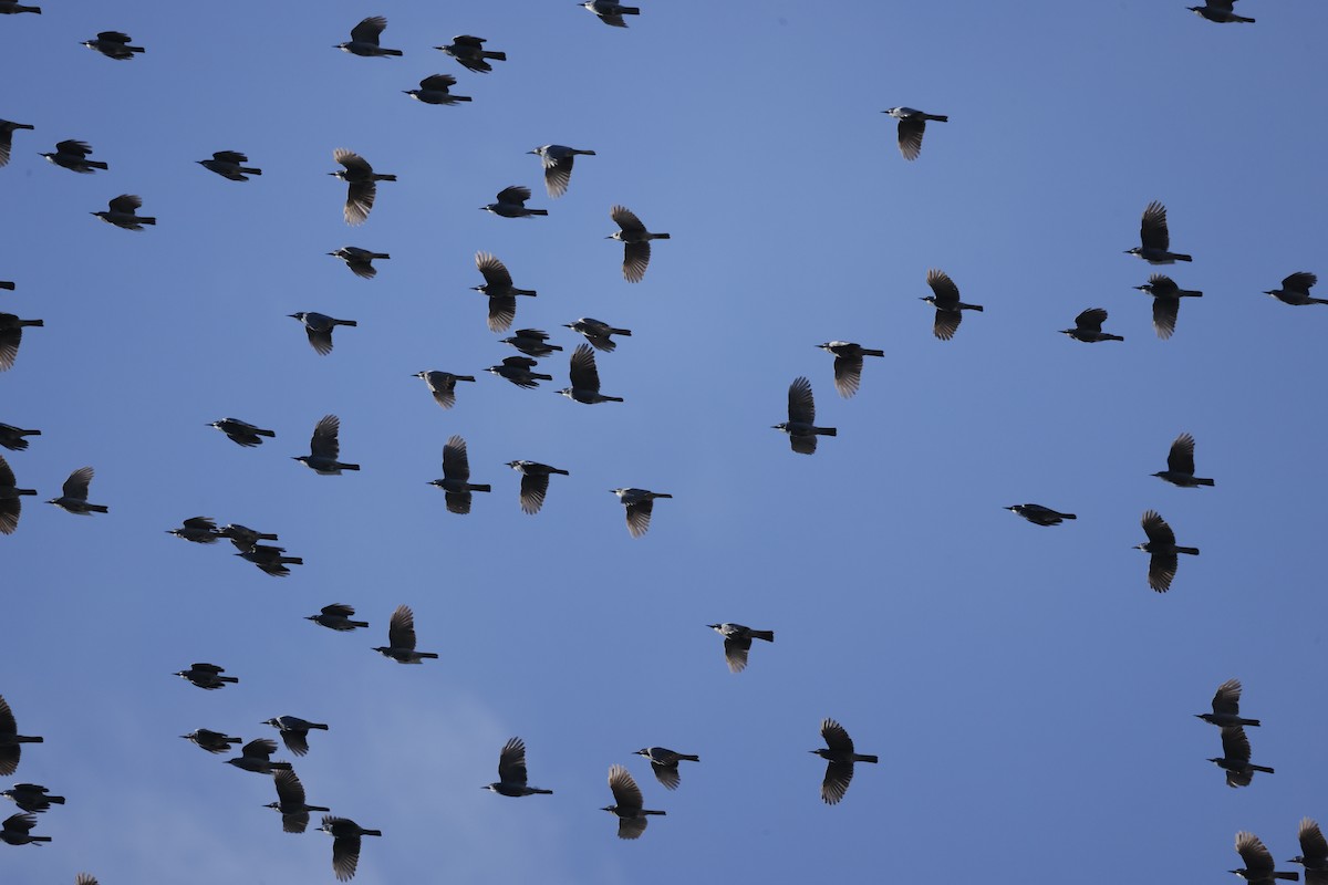 Pinyon Jay - ML647055301