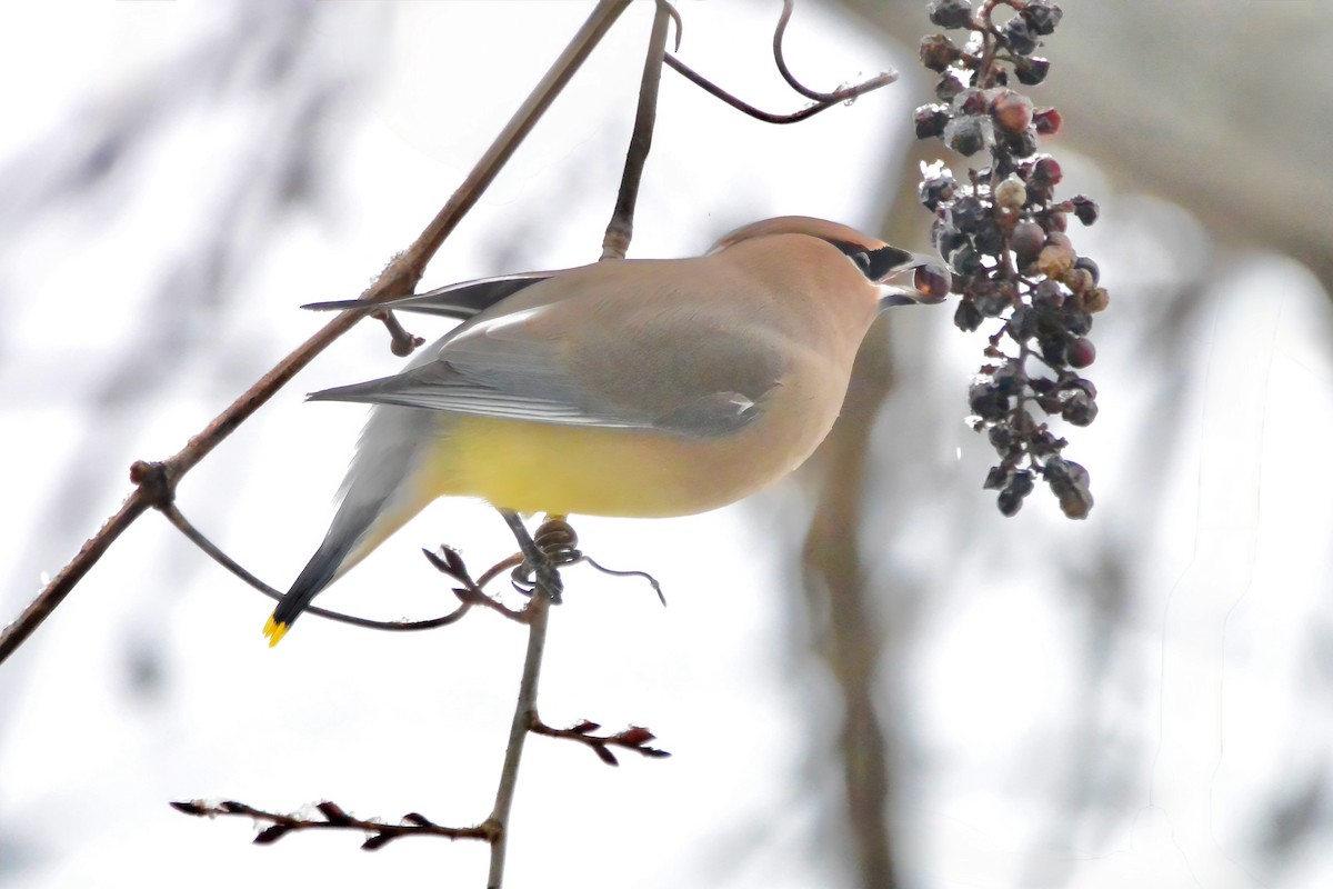 ヒメレンジャク - ML647055308