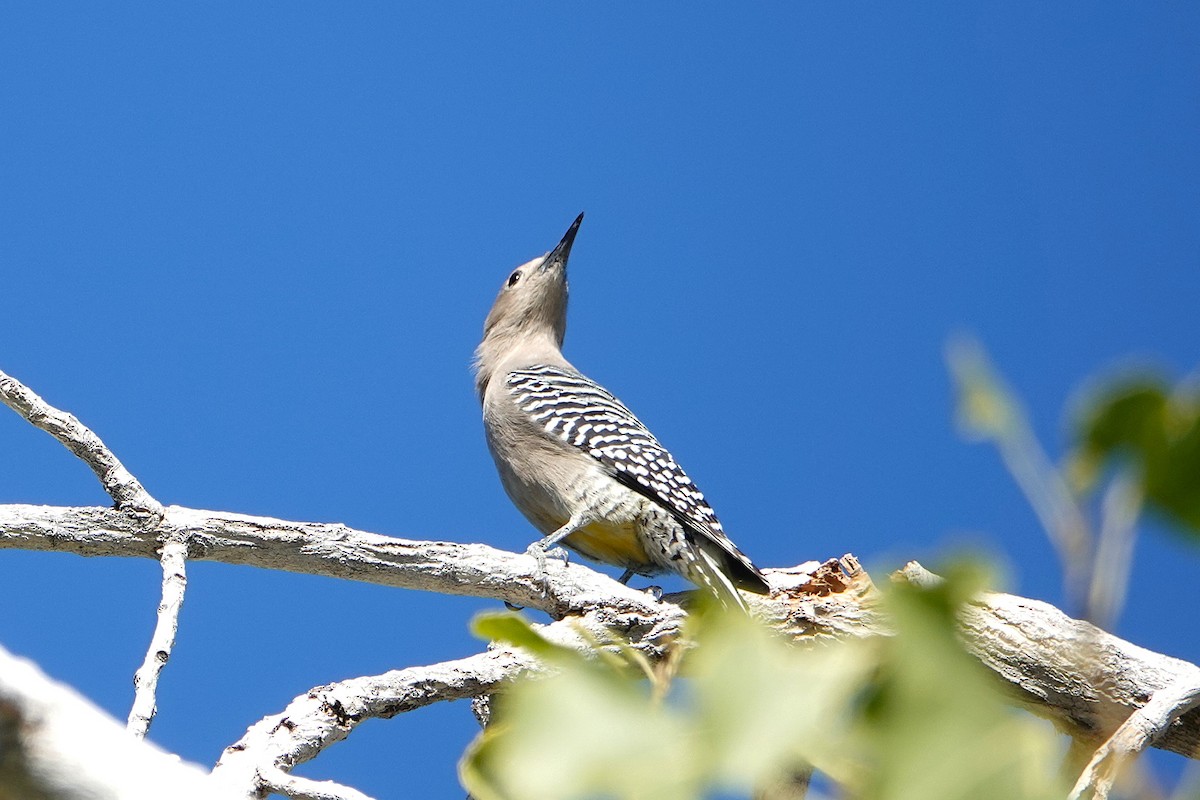 Gila Woodpecker - ML647055310