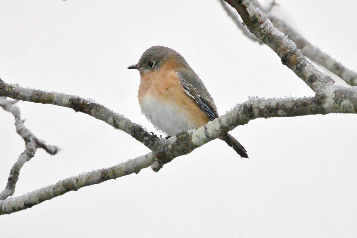 ルリツグミ - ML647055314