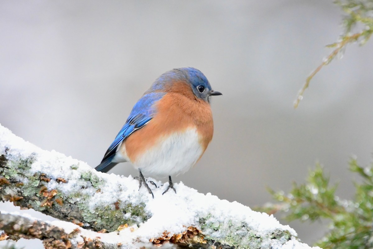 ルリツグミ - ML647055315