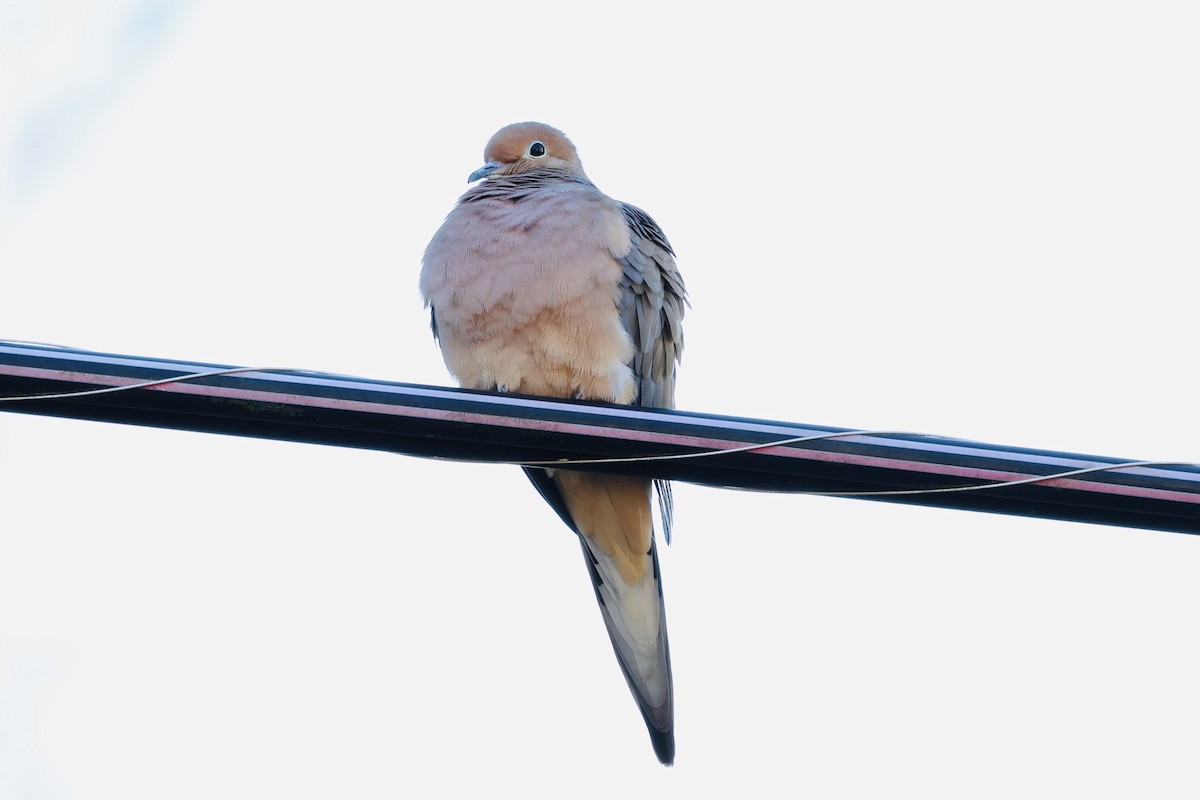 Mourning Dove - ML647055317