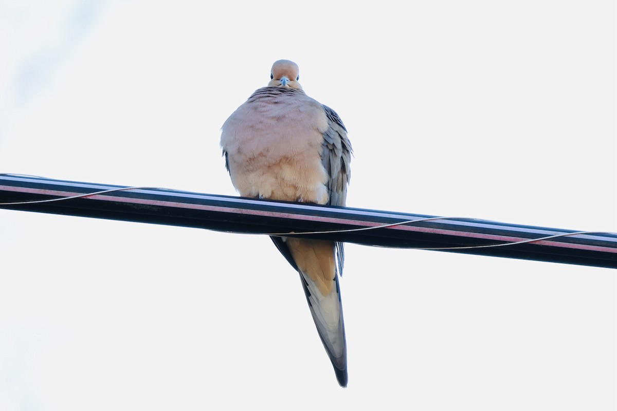Mourning Dove - ML647055318