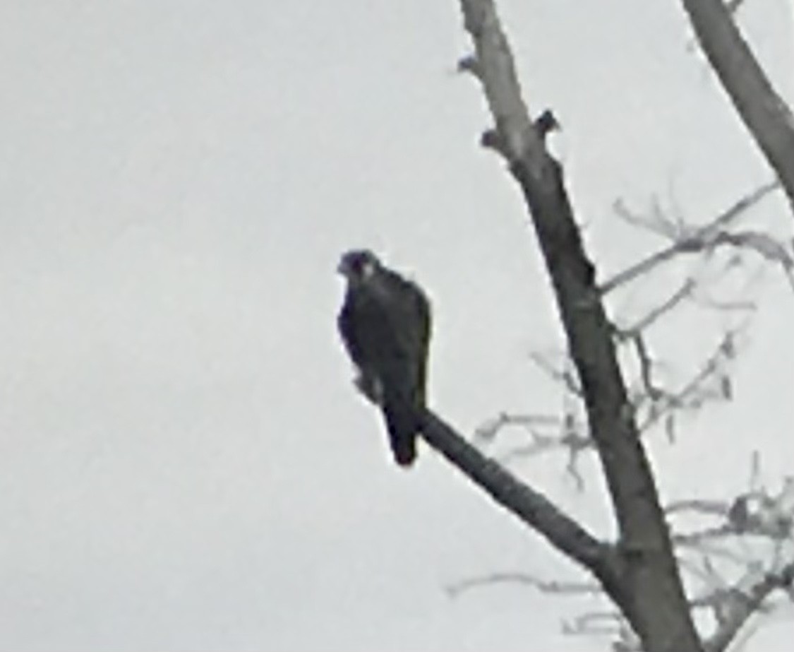 sokol stěhovavý - ML647055320