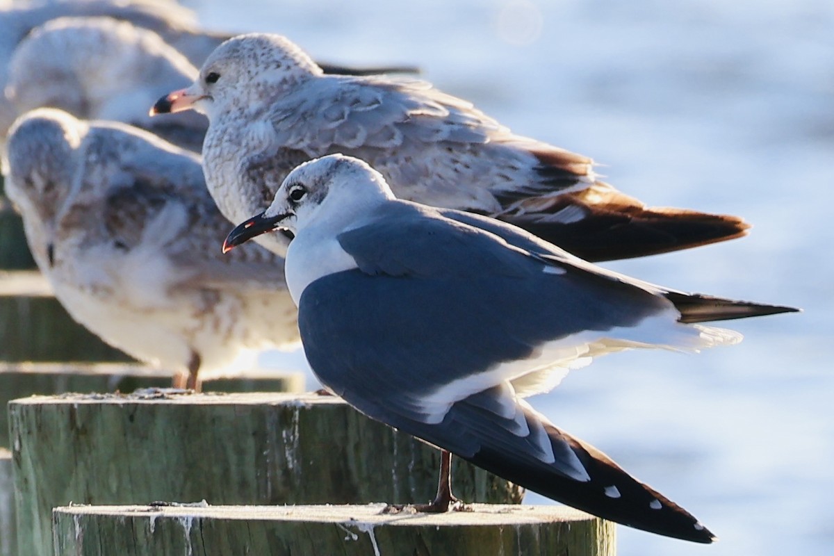 ワライカモメ - ML647055321