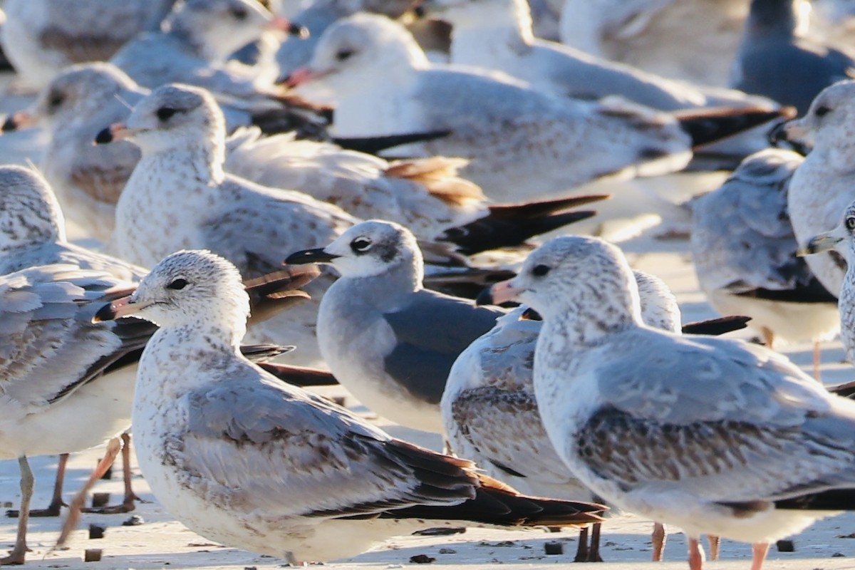 ワライカモメ - ML647055322