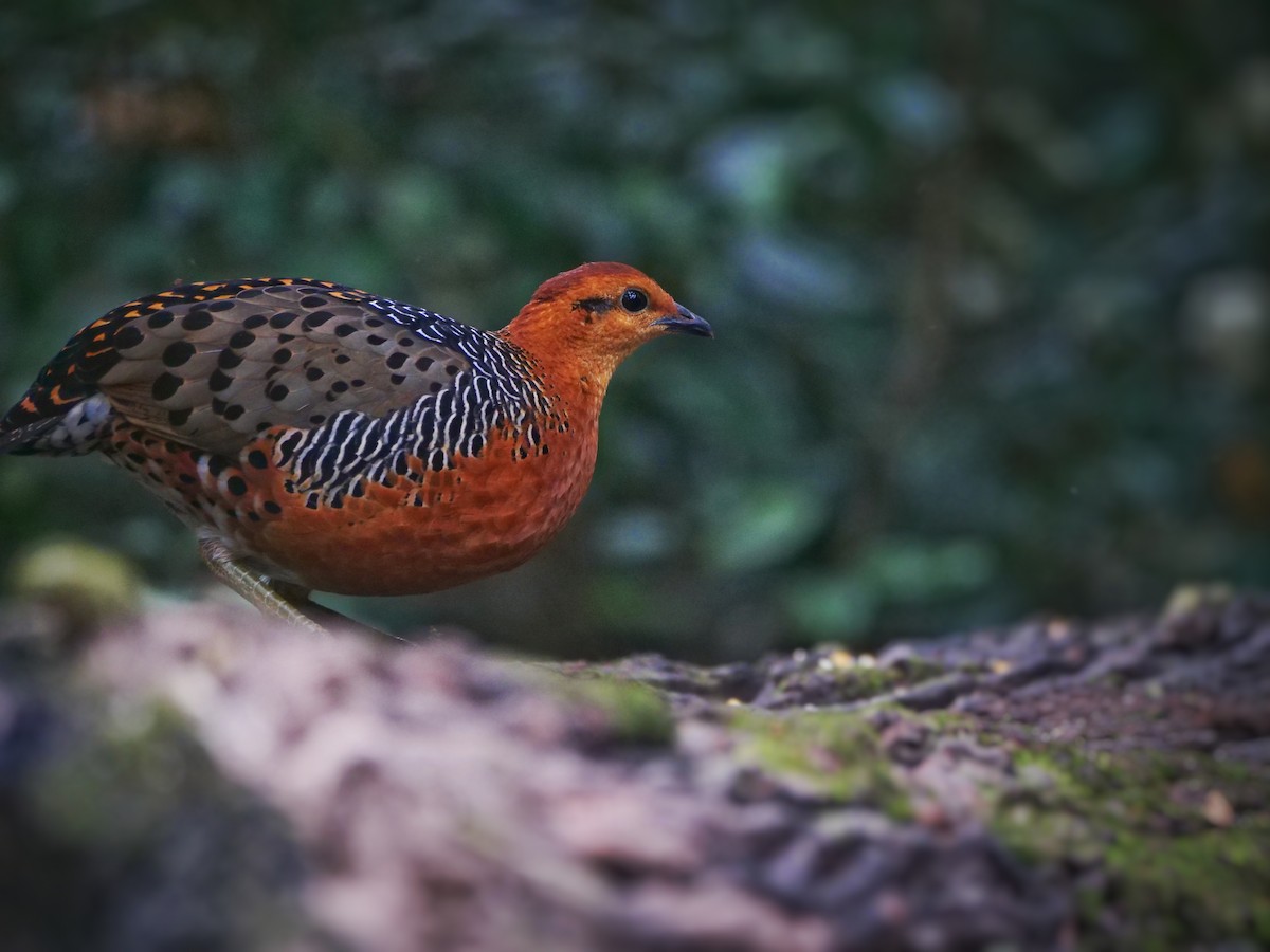 Куропатиця - ML647055353