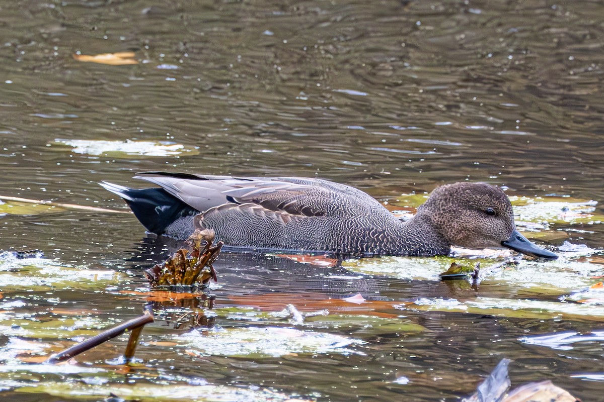 Нерозень - ML647055356