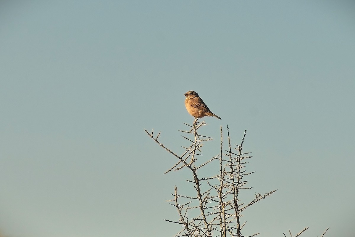 White-throated Canary - ML647055364