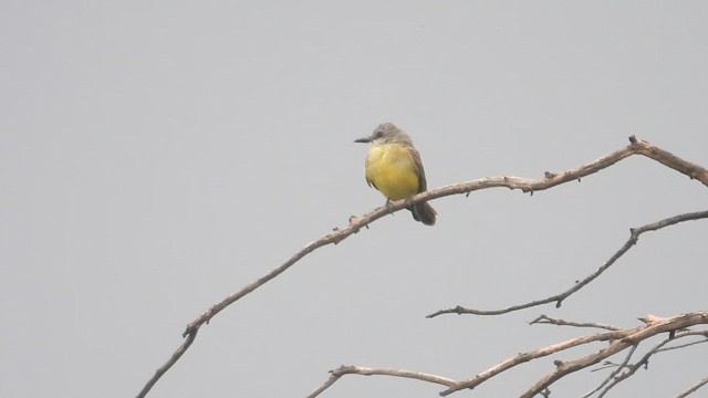 Tropical Kingbird - ML647055365