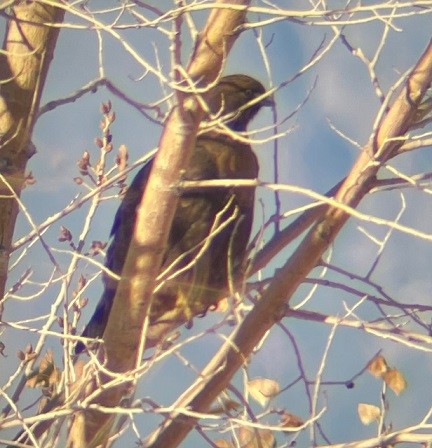 káně rudochvostá - ML647055380