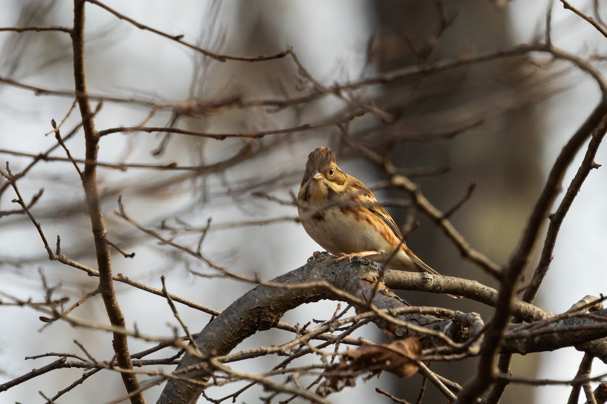 Вівсянка-ремез - ML647055384