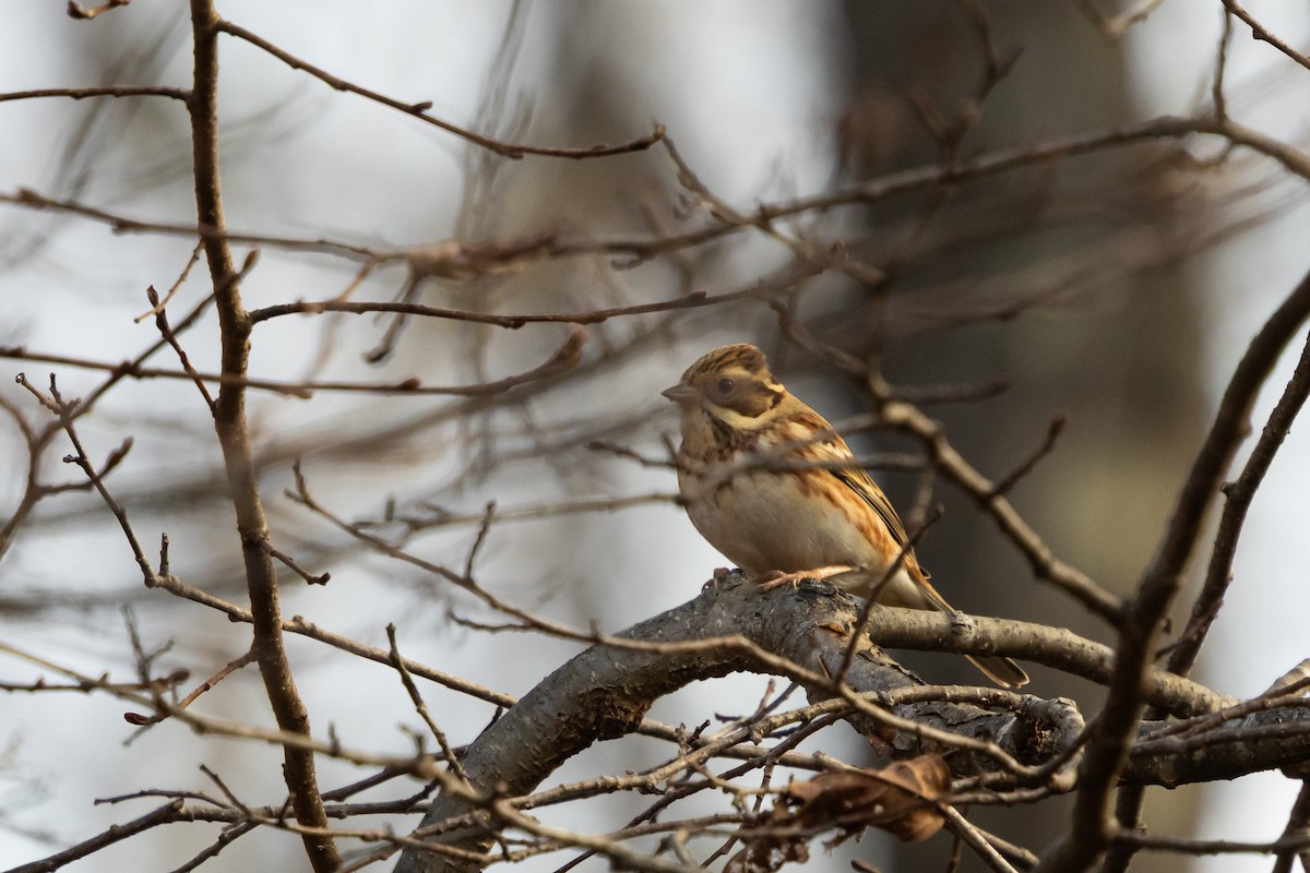 Вівсянка-ремез - ML647055385