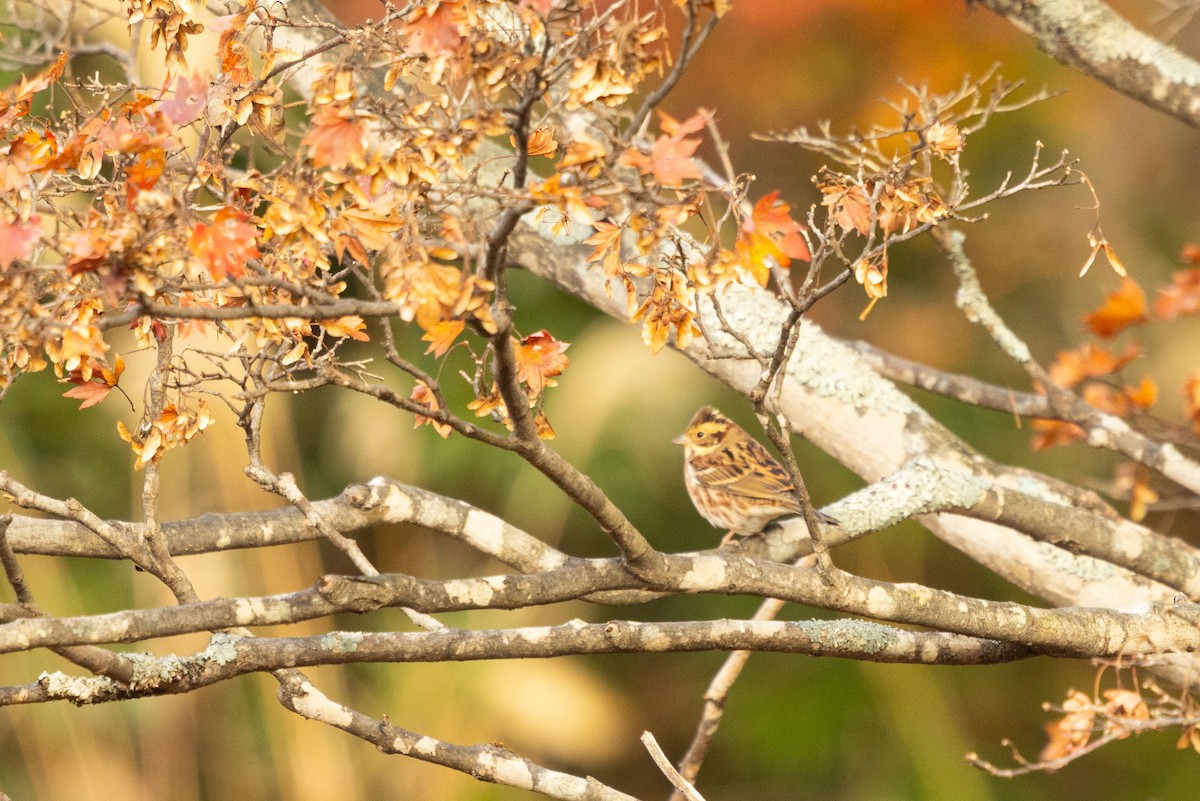 Вівсянка-ремез - ML647055386