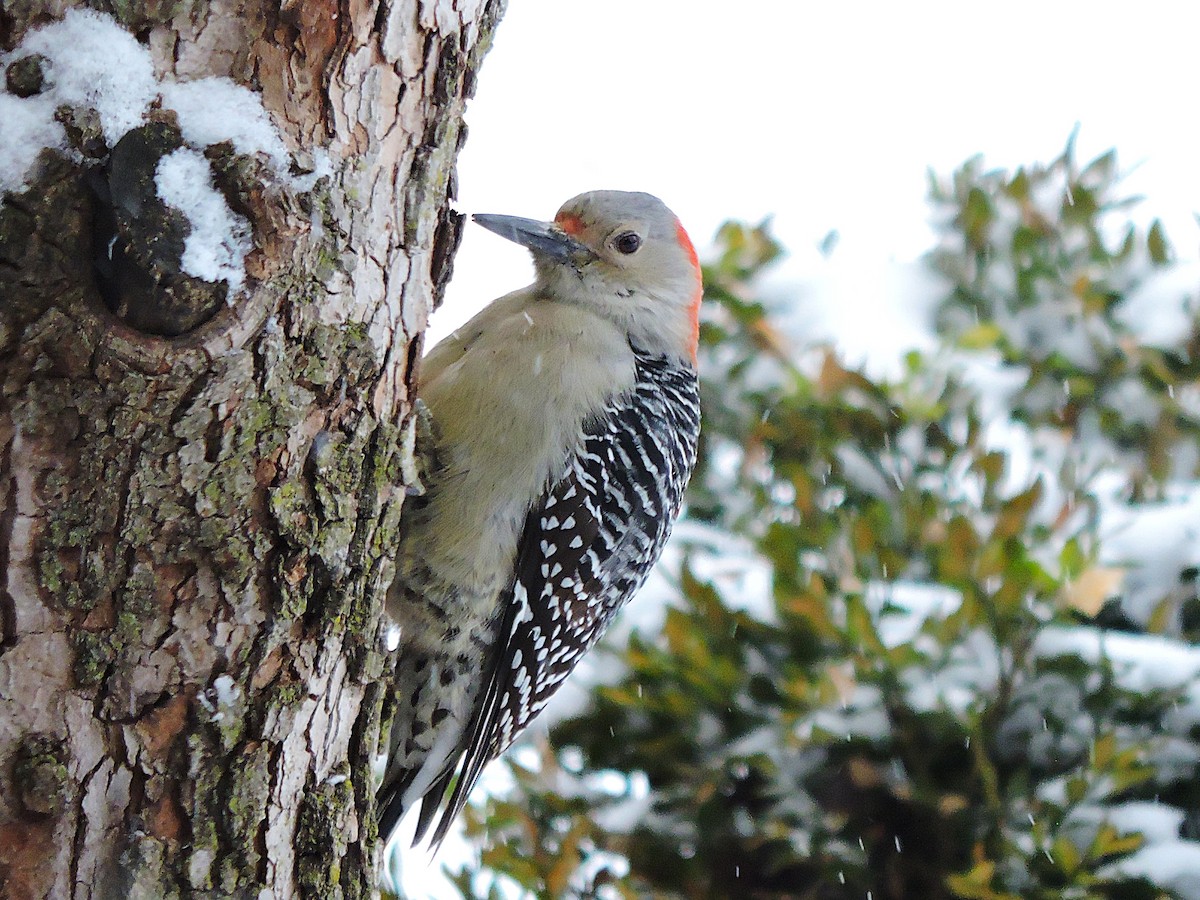 Red-bellied Woodpecker - ML647055403