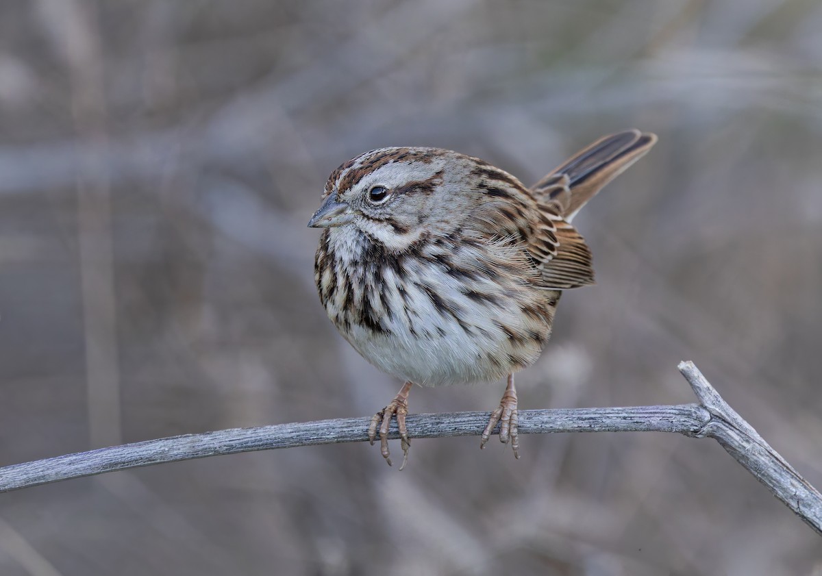 Singammer [heermanni-Gruppe] - ML647055410