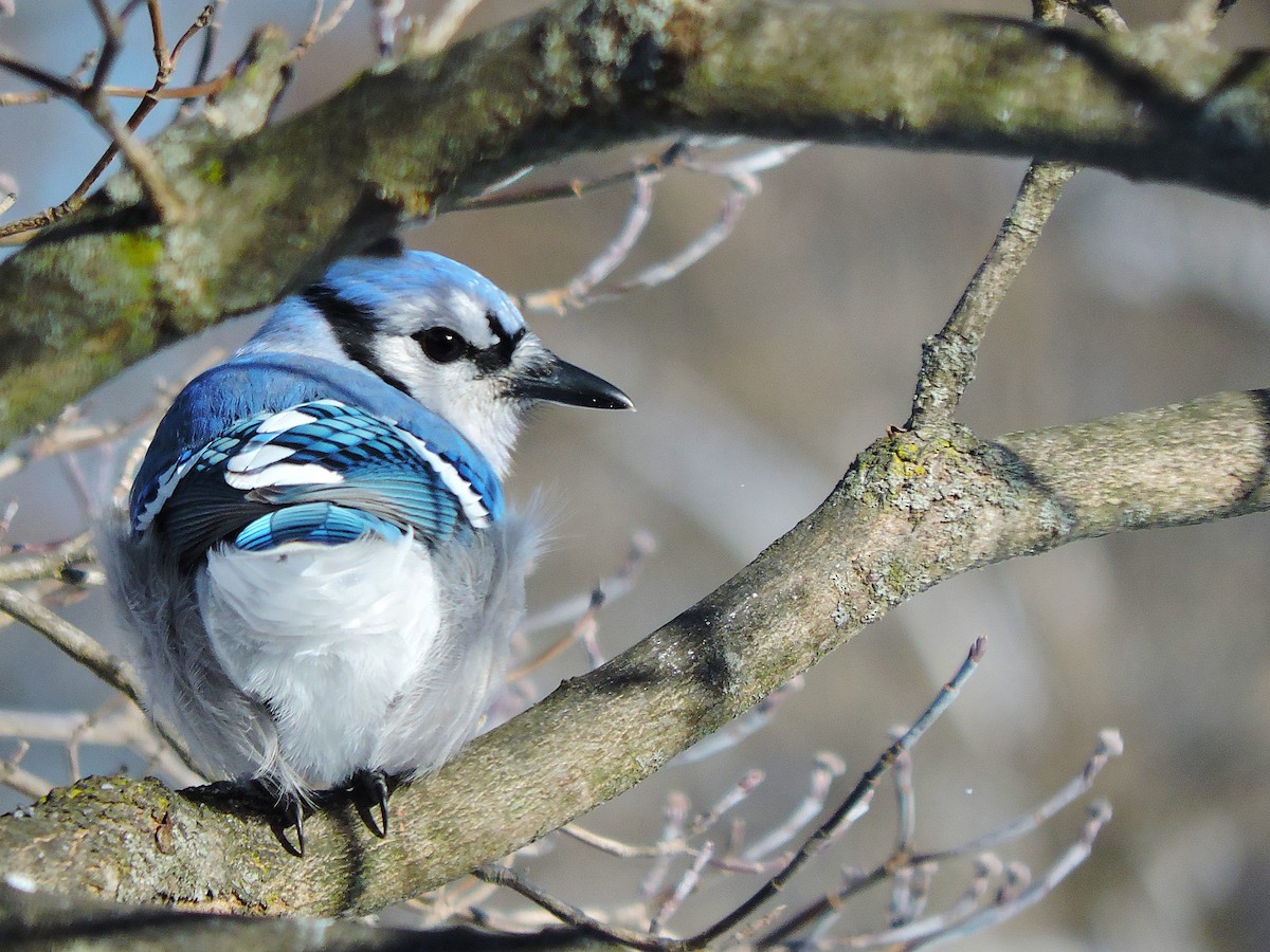 Blue Jay - ML647055413