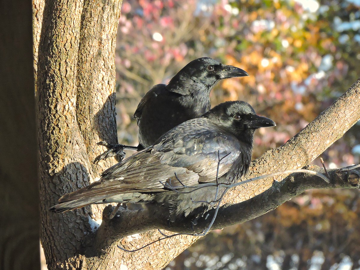 American Crow - ML647055418