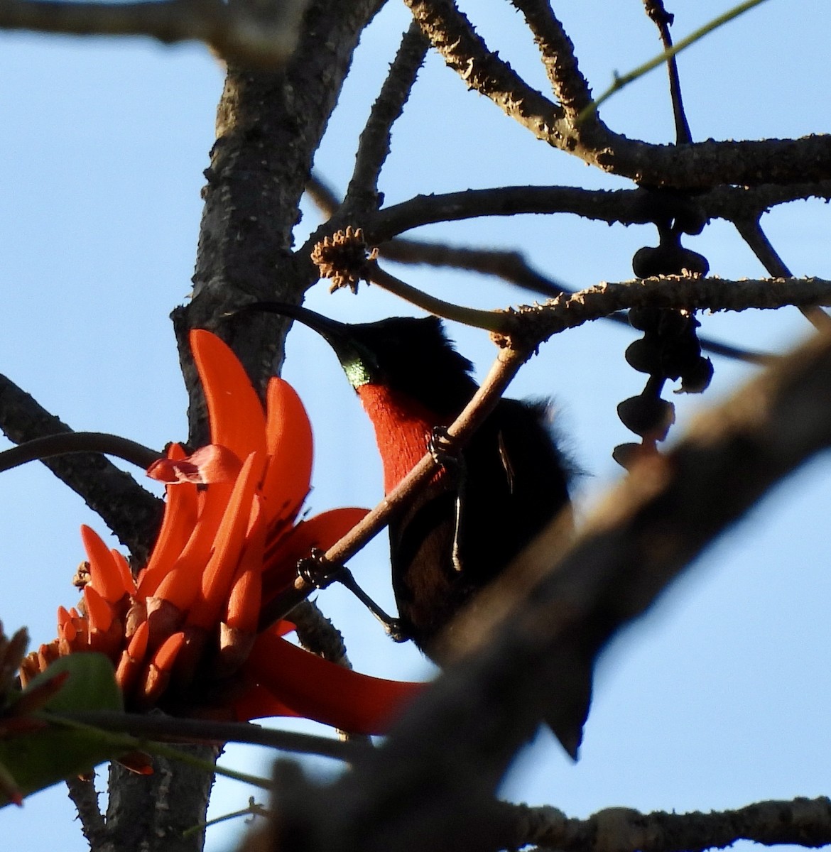 ヒムネタイヨウチョウ - ML647055421