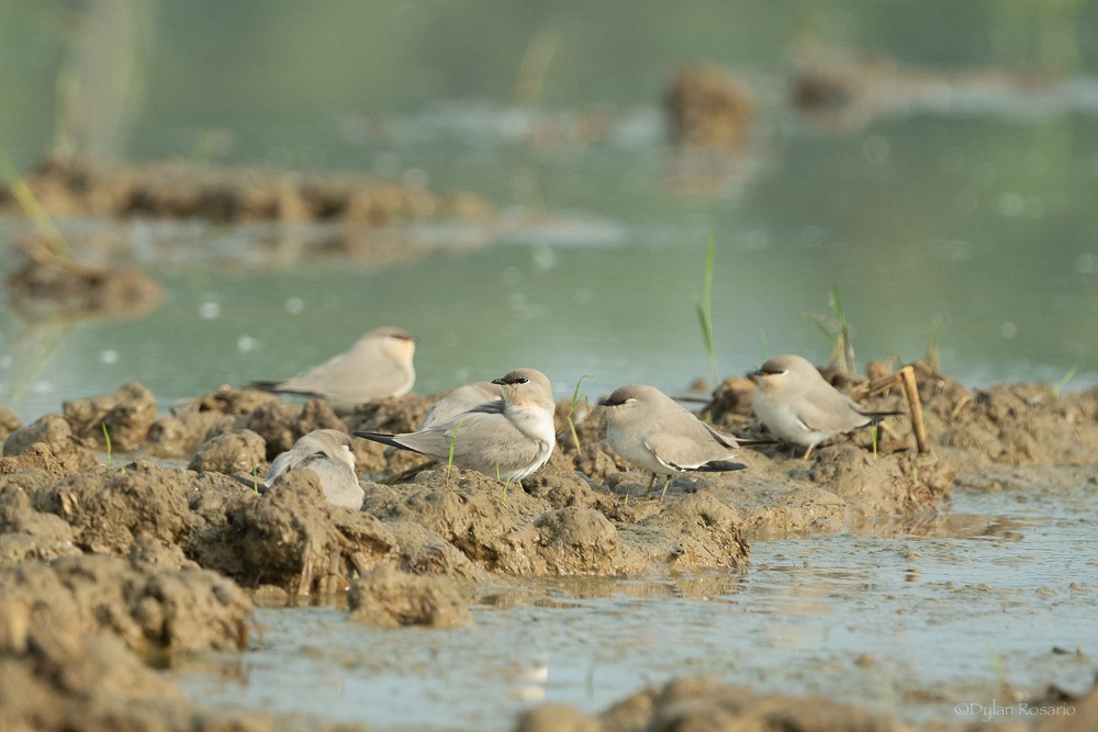 Small Pratincole - ML647055424