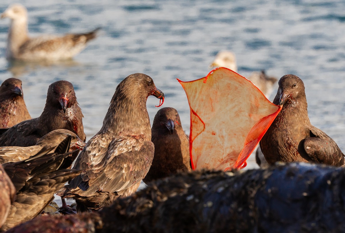 Brown Skua - ML647055427