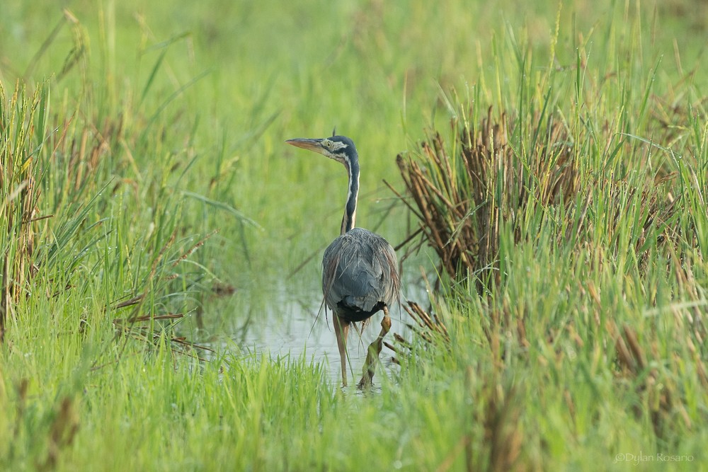 Purple Heron - ML647055430