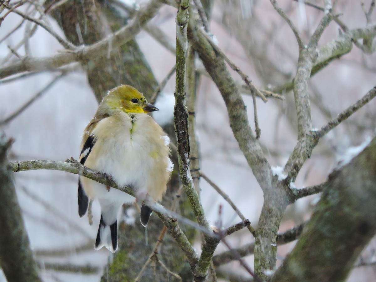 Altın İskete - ML647055436