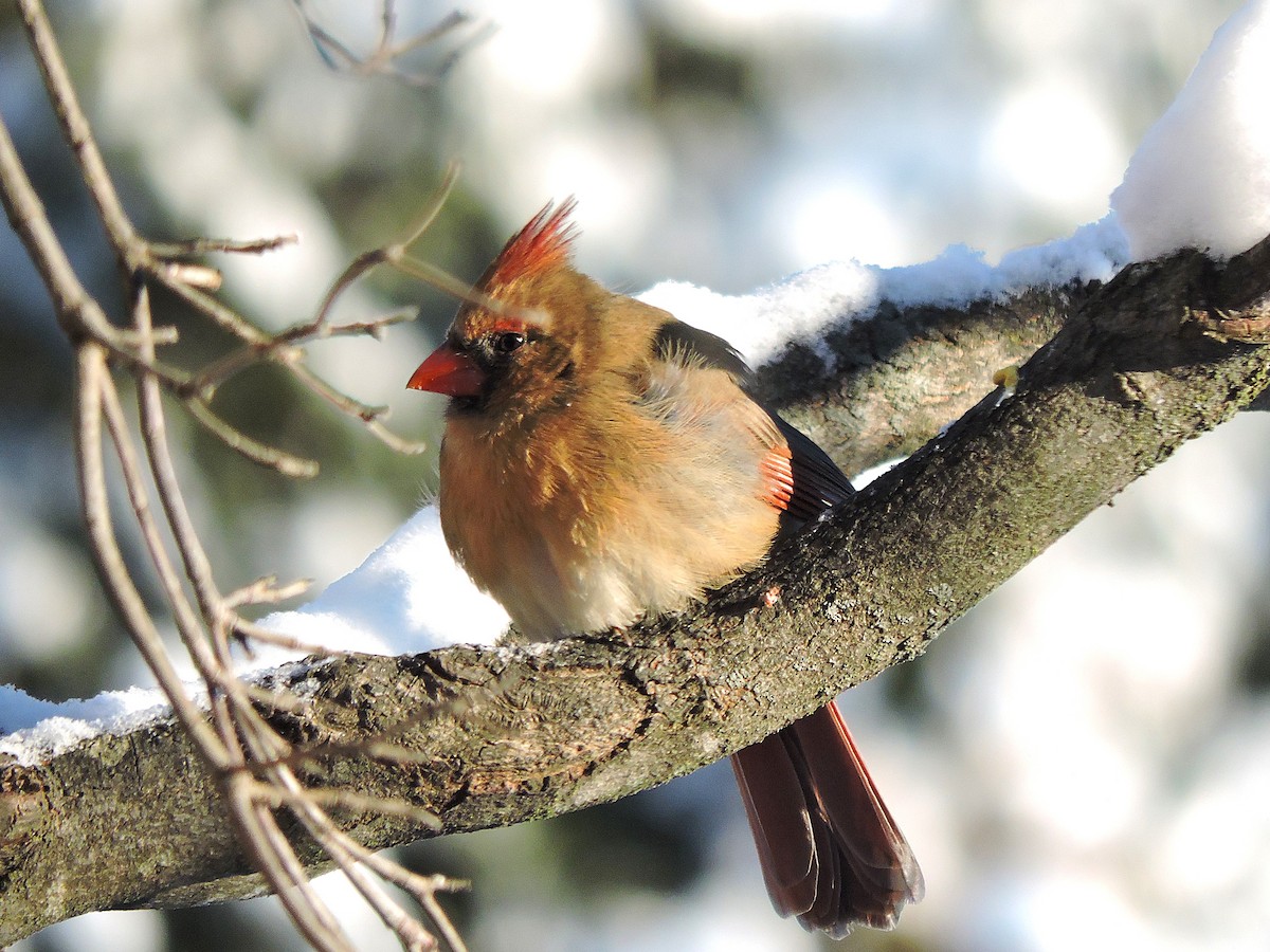 Northern Cardinal - ML647055446