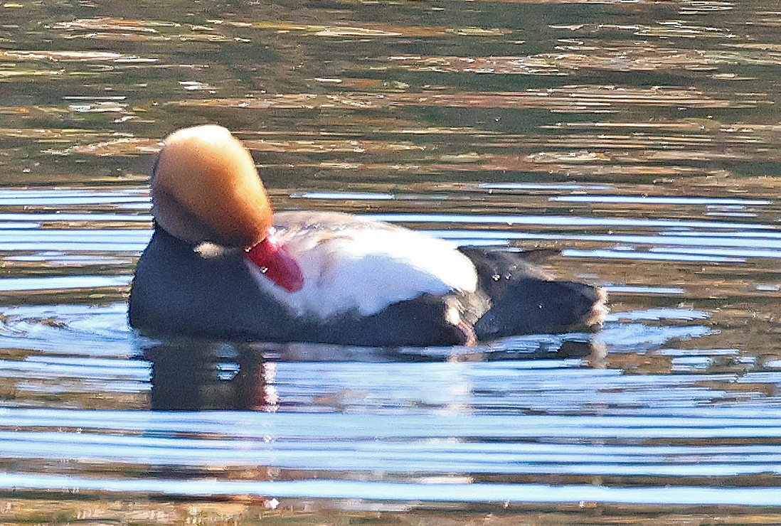 zrzohlávka rudozobá - ML647055454