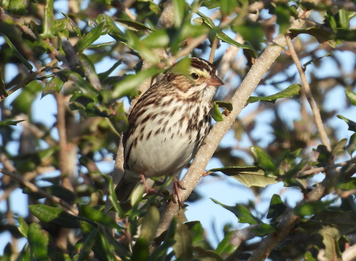Пасовник савановий - ML647055459