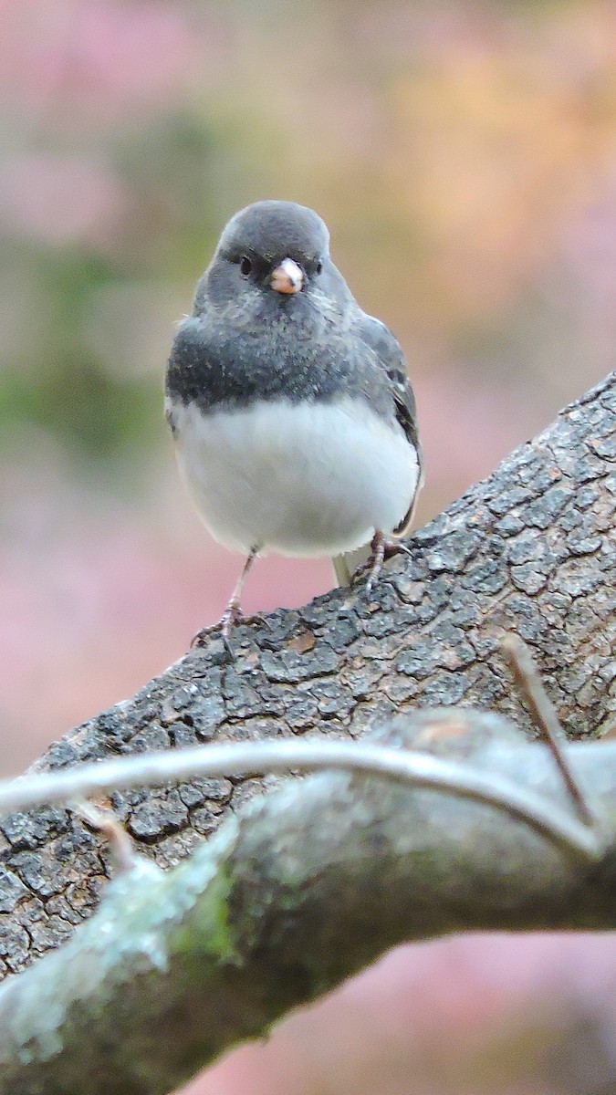 Dark-eyed Junco - ML647055467