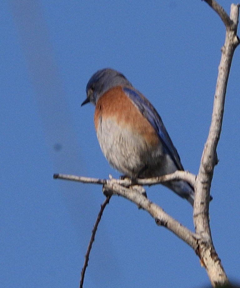 salašník západní - ML647055470