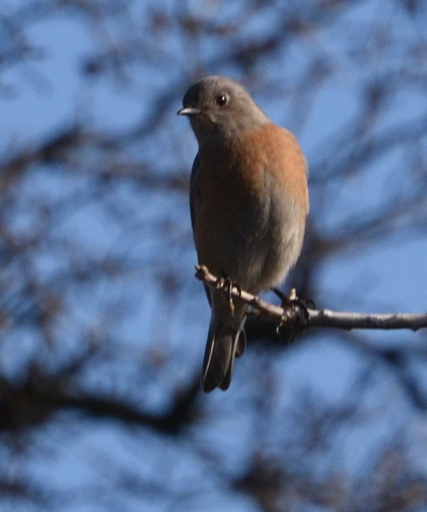 salašník západní - ML647055473