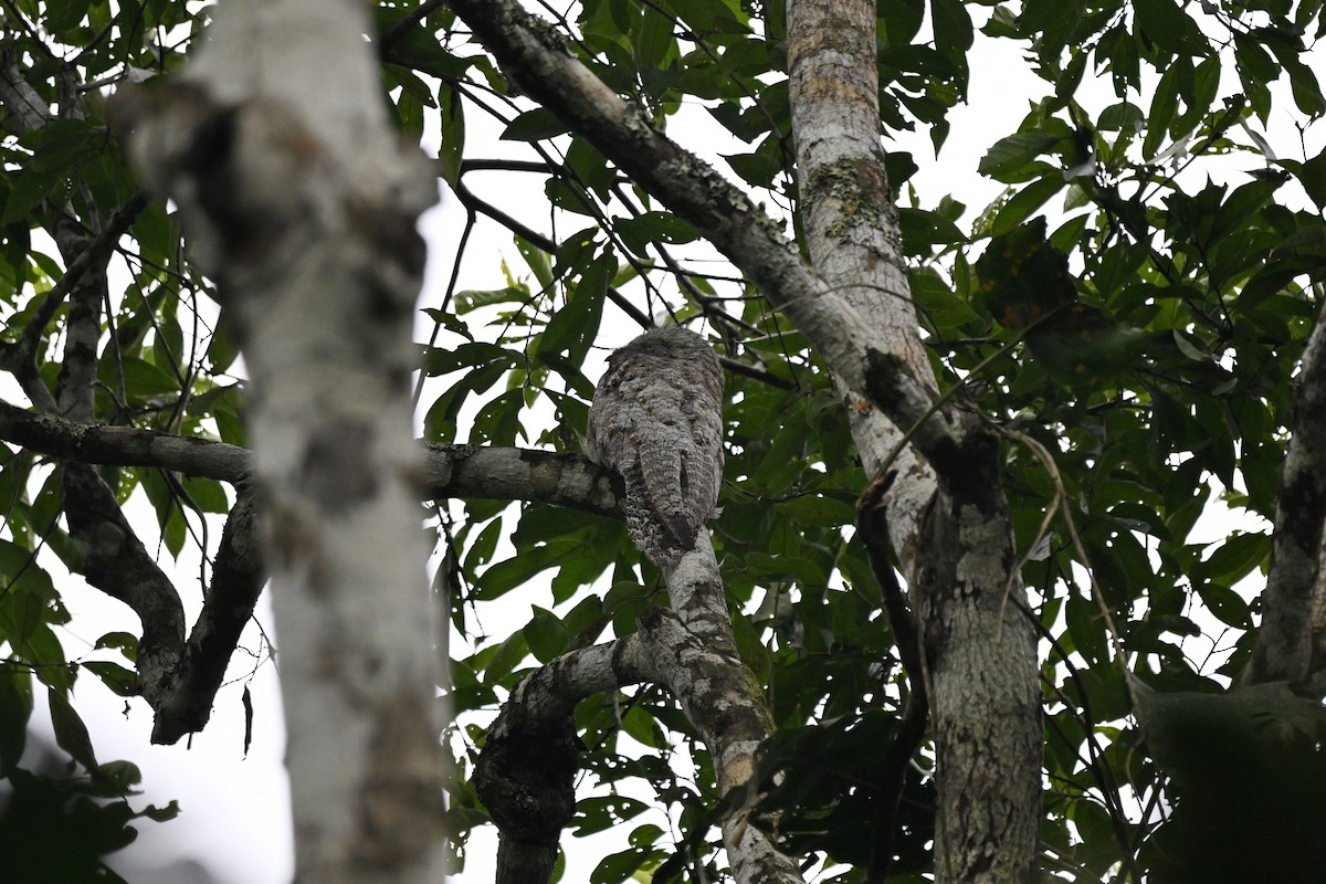 Great Potoo - ML647055475