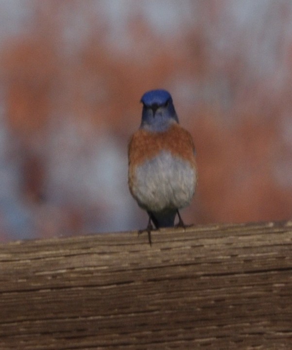 salašník západní - ML647055476