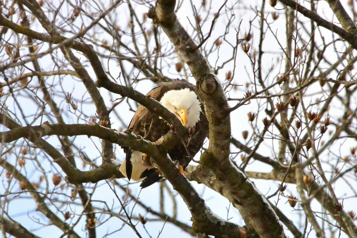 ハクトウワシ - ML647055477